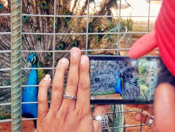 Midsection of man photographing peacock using smart phone