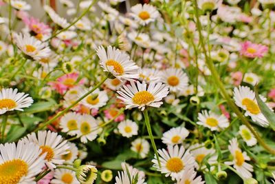 Close-up of daisy flowers blooming in park