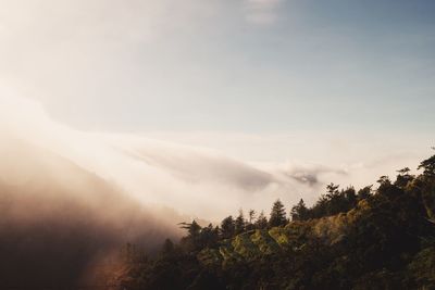 Trees in forest against sky