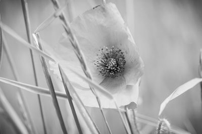 Close-up of white flowering plant