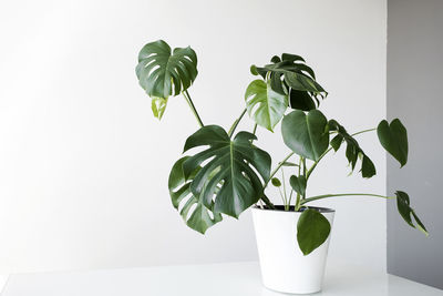 Beautiful monstera flower in a white pot stands on a table on a white background.