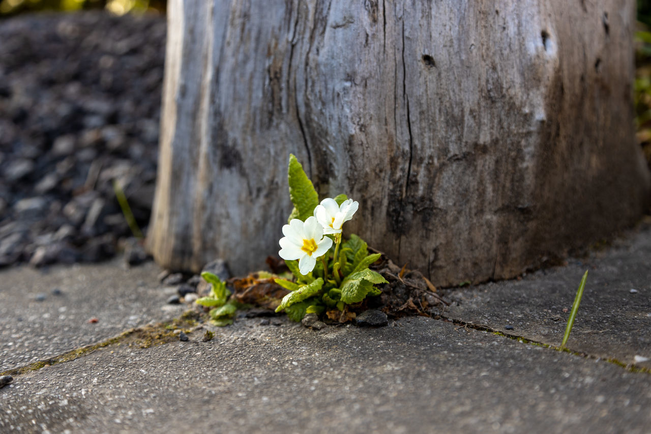 CLOSE-UP OF WHITE FLOWERING PLANT BY STREET
