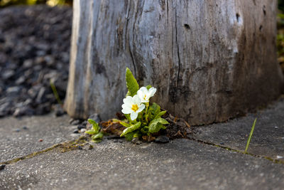 Close-up of white flower on plant by road