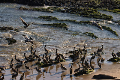 High angle view of birds swimming in lake