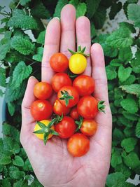 Cropped hand of woman holding cherry tomatoes