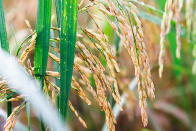 Close-up of wheat growing on field