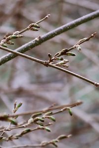 Close-up of dried plant