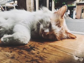 Close-up of a cat lying on wooden table