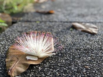 High angle view of flowering plant on road