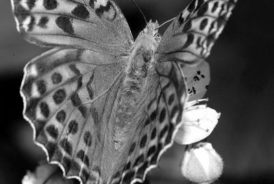 Close-up of butterfly on flower