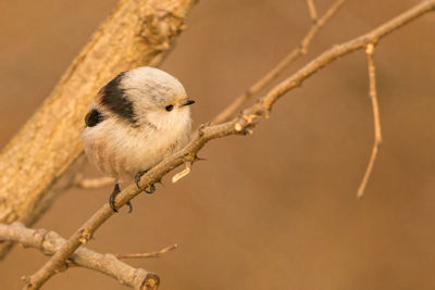 Close-up of bird perching on branch