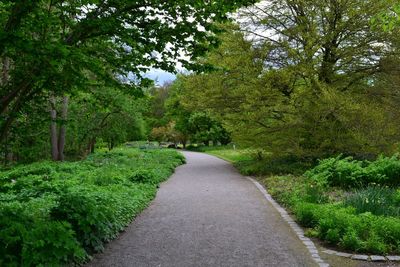 Footpath amidst trees against sky