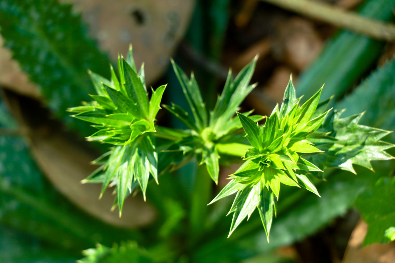 CLOSE-UP OF FRESH GREEN LEAVES IN PLANT