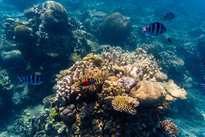 View of fishes swimming in sea