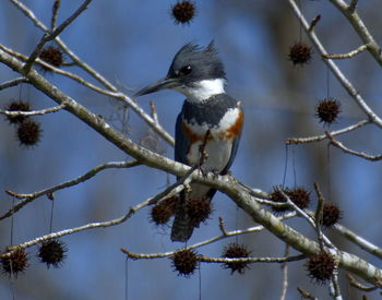 Low angle view of bird perching on tree