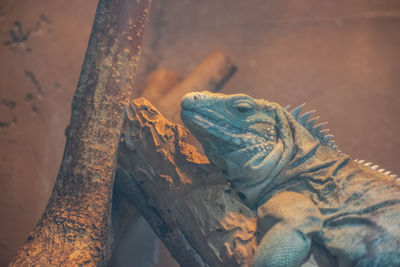 Close-up of lizard on tree