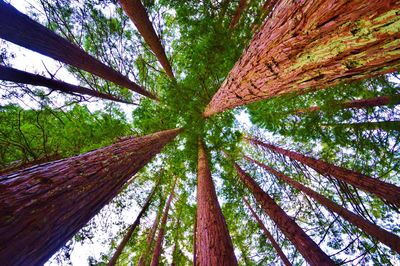 Directly below view of trees in forest