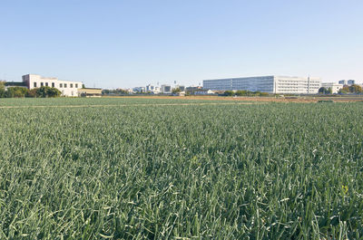 Scenic view of field against clear sky