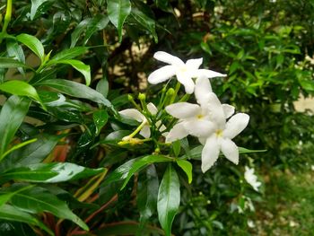 Close-up of white flowering plant