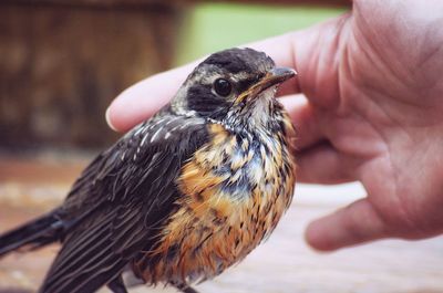 Close-up of hand holding bird