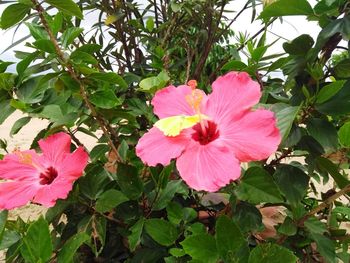 Close-up of pink hibiscus flower