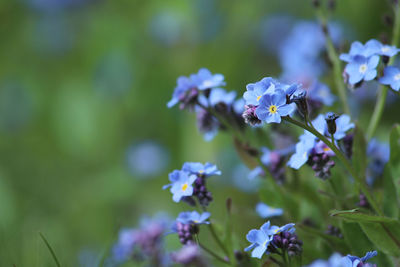 Close-up of forget-me-not