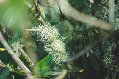 Close-up of frozen plant