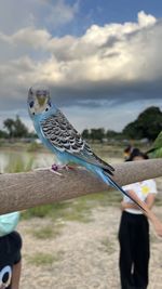 Close-up of bird perching on railing