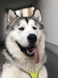 Close-up of dog looking away