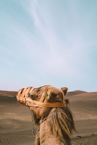 View of a horse on desert