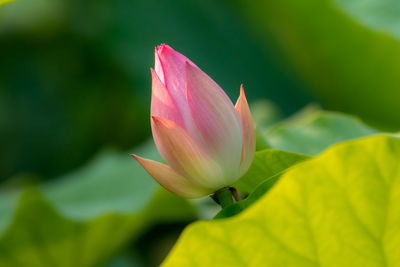 Close-up of pink lotus water lily growing amidst leaves
