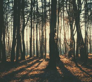 Trees in forest