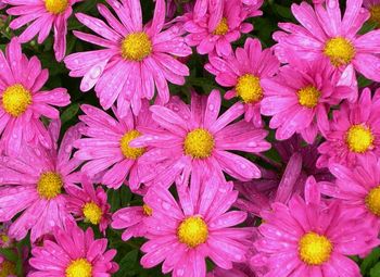 Full frame shot of pink flowers