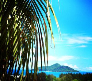 Palm trees against blue sky