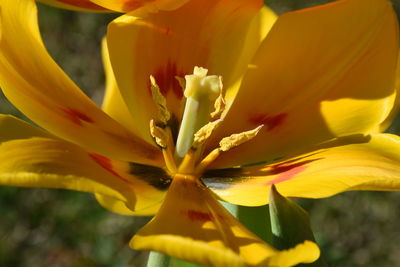 Close-up of yellow flower