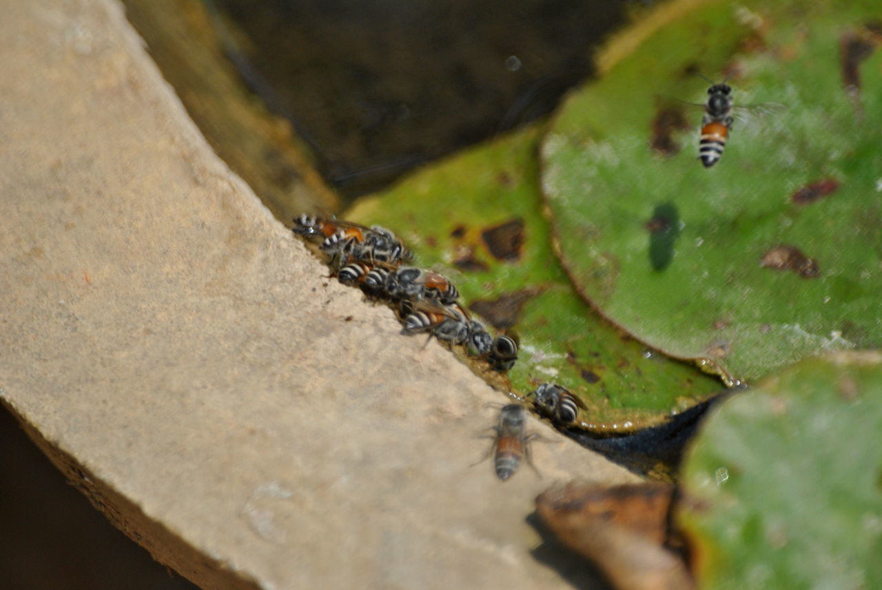 Bees drinking water