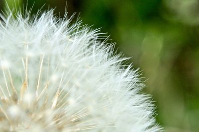 Close-up of dandelion