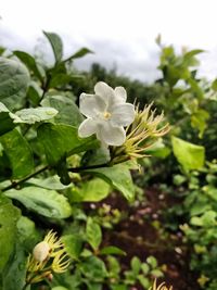 Close-up of white flowers blooming outdoors