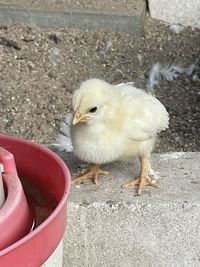 Close-up of bird