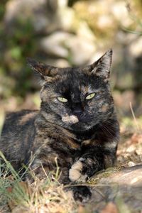 Close-up of cat sitting outdoors