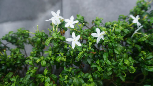 Close-up of white flowering plant