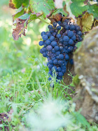 Close-up of berries growing in vineyard