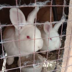 Close-up of horse in cage