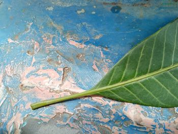 High angle view of leaf against blue water