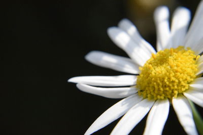 Close-up of white daisy flower against black background