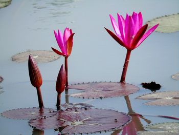 Close-up of pink lotus water lily in lake