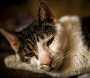 Close-up portrait of cat