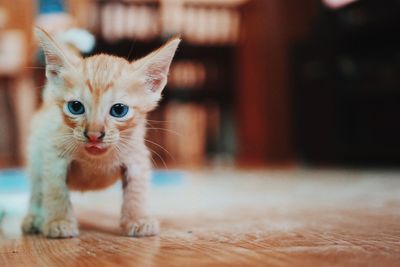 Portrait of kitten