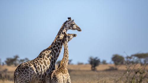 View of giraffe on land against sky