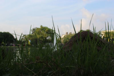 Close-up of grass on field against sky